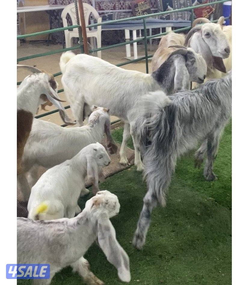 5روس معزة مطافيل ضرايب طيبة واشباب اعيالة من شهرين وتحت منادي3