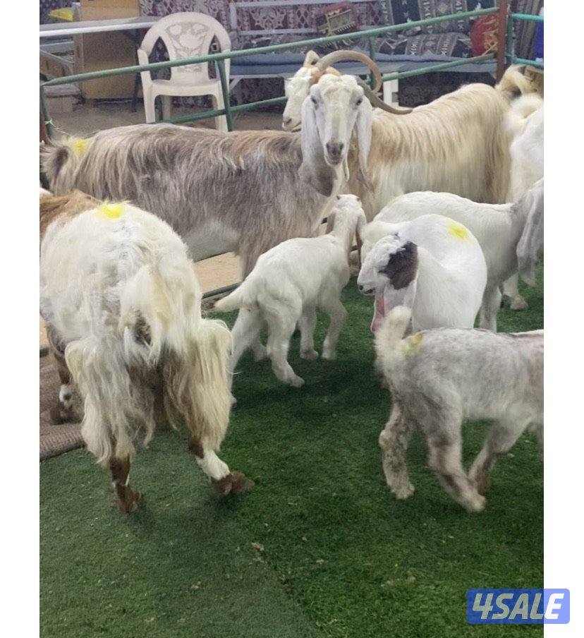 5روس معزة مطافيل ضرايب طيبة واشباب اعيالة من شهرين وتحت منادي5