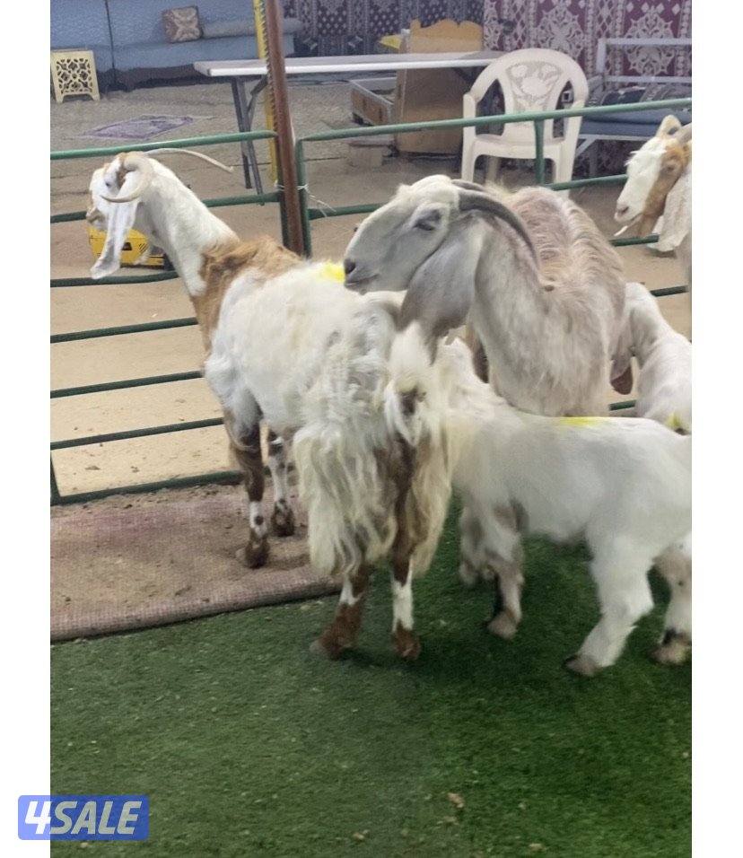 5روس معزة مطافيل ضرايب طيبة واشباب اعيالة من شهرين وتحت منادي4