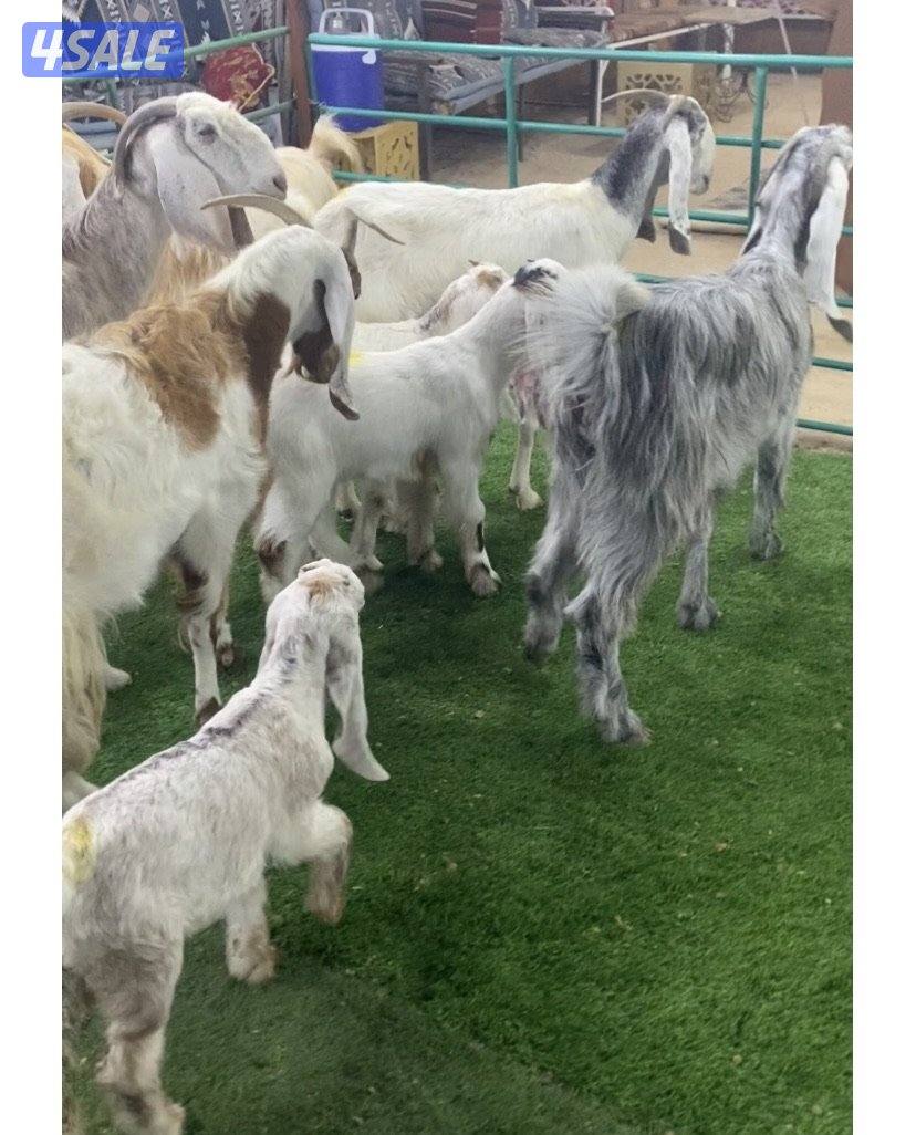 5روس معزة مطافيل ضرايب طيبة واشباب اعيالة من شهرين وتحت منادي6