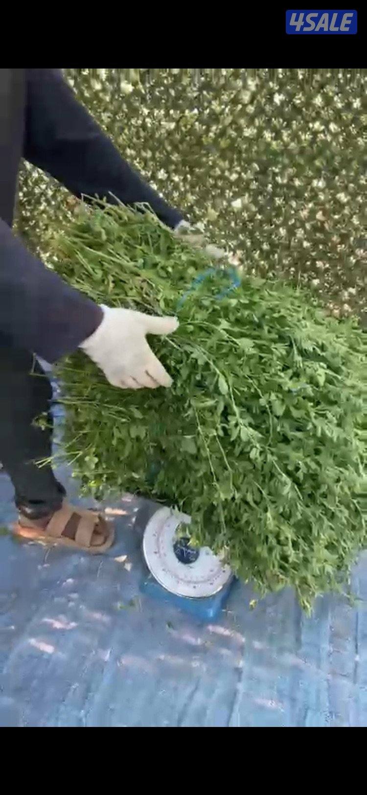 برسيم جت طري0