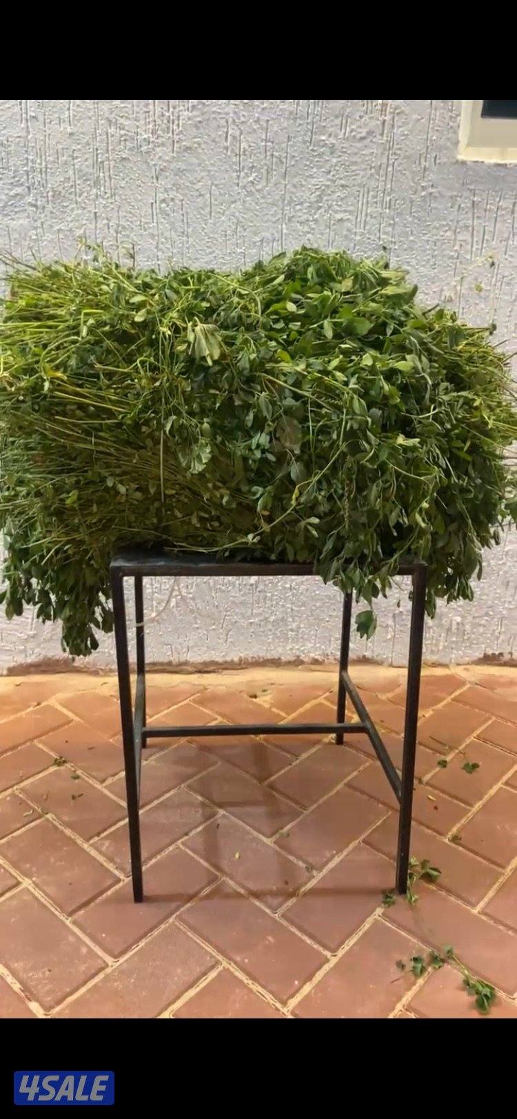 برسيم جت طري1