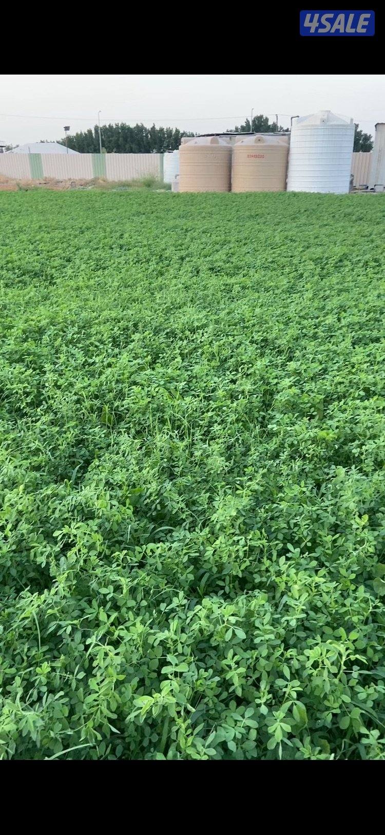 برسيم جت طري2