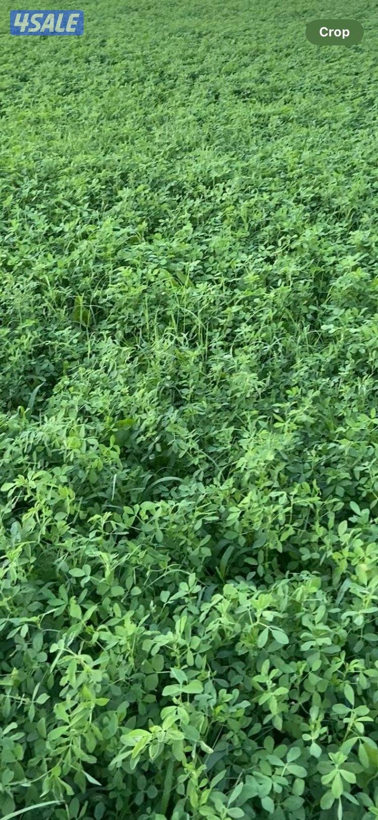 برسيم جت طري3