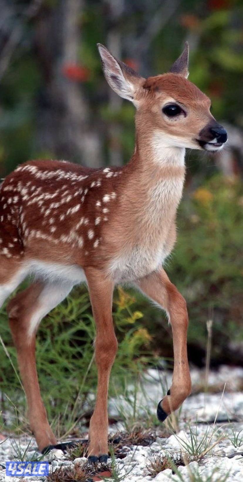 استراحة دكة غزال لايجار0