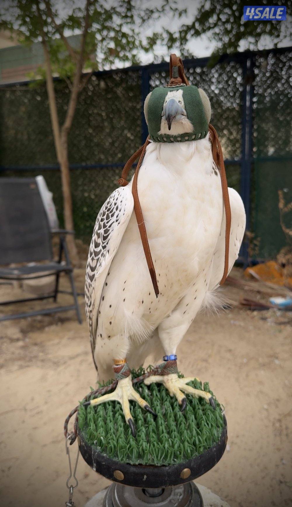 للبيع (( جير حر ))0