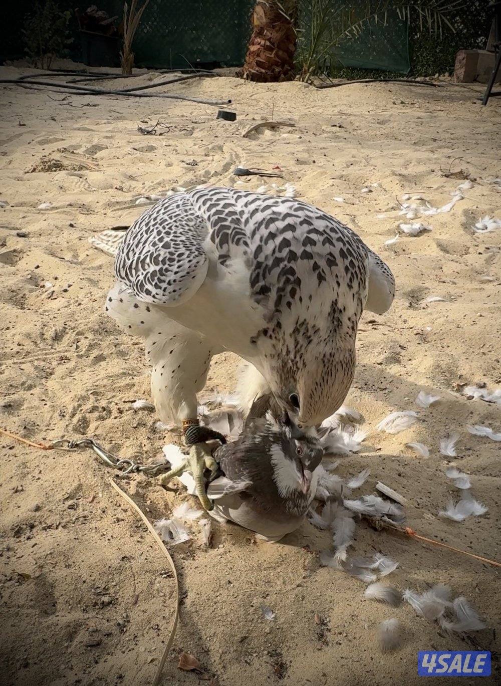 للبيع (( جير حر ))4