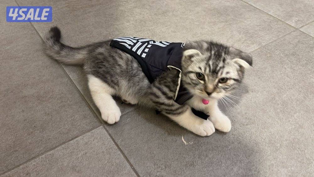 قطوه سكوتش فولد برتش للتبني عمرها ٣ شهور تعرف عاللتر بوكس تاكل و تشرب0