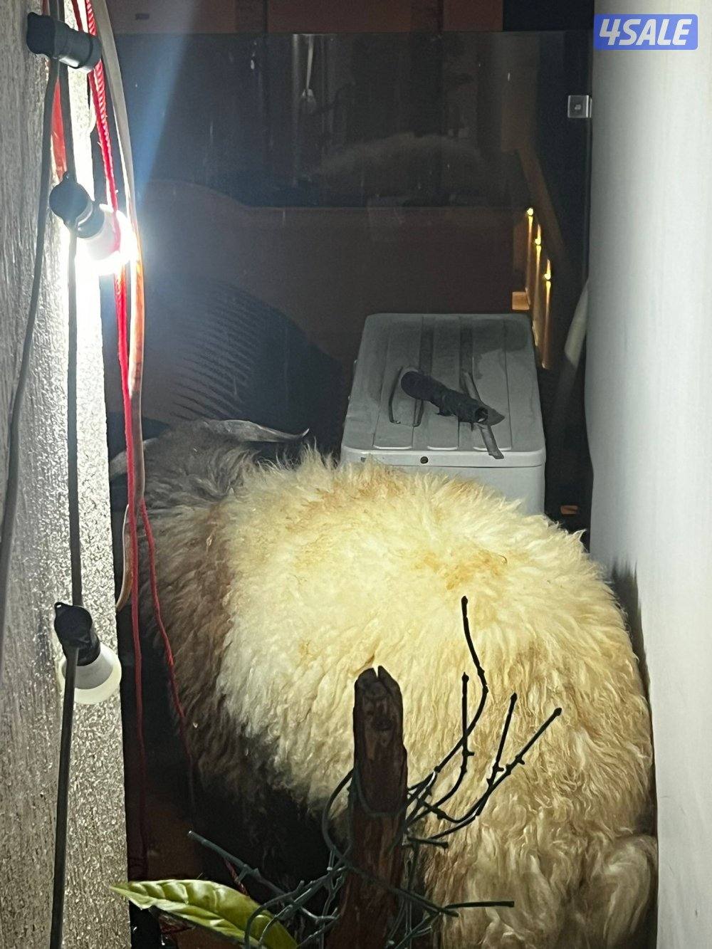 للبيع خروف نعيمي عربي طيب ت/ خمسه صفر خمسه صفر صفر تسعه صفر ثنين0