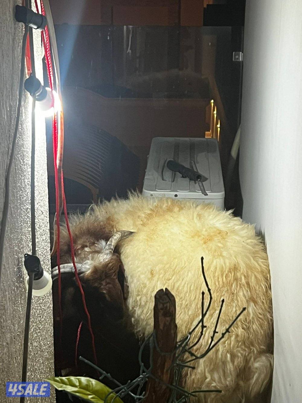 للبيع خروف نعيمي عربي طيب ت/ خمسه صفر خمسه صفر صفر تسعه صفر ثنين1