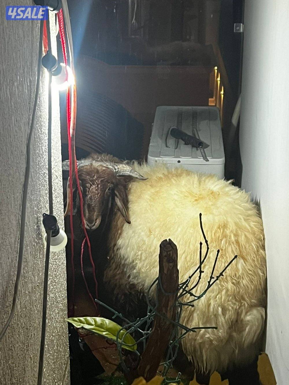 للبيع خروف نعيمي عربي طيب ت/ خمسه صفر خمسه صفر صفر تسعه صفر ثنين2