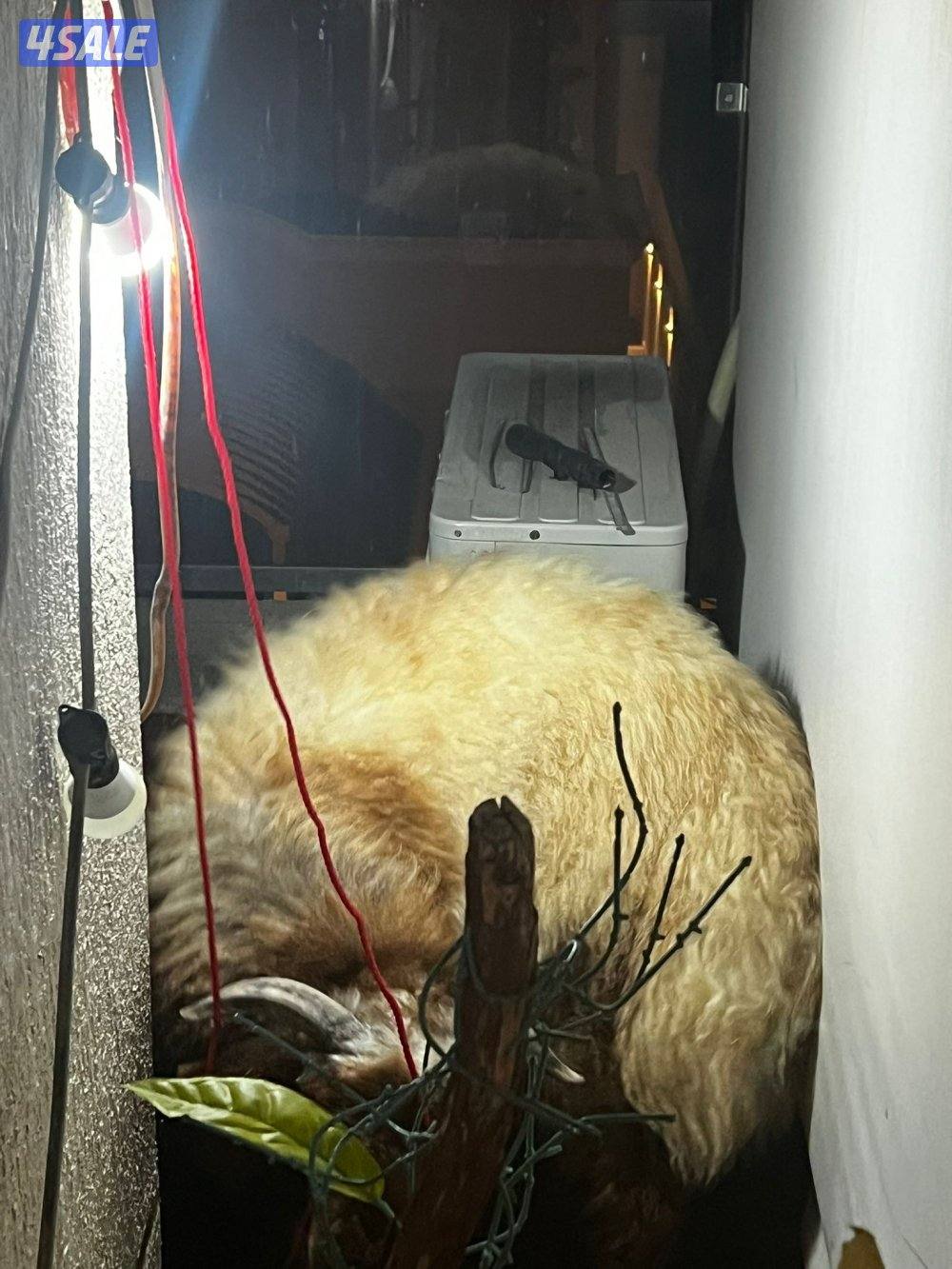 للبيع خروف نعيمي عربي طيب ت/ خمسه صفر خمسه صفر صفر تسعه صفر ثنين3