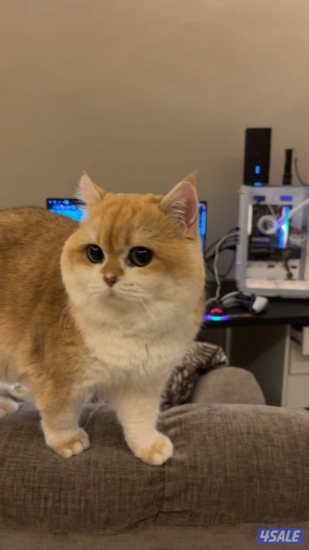 ✨🐱 قط بريطاني قولدن شيدد فاخر (NY12) 🐱2