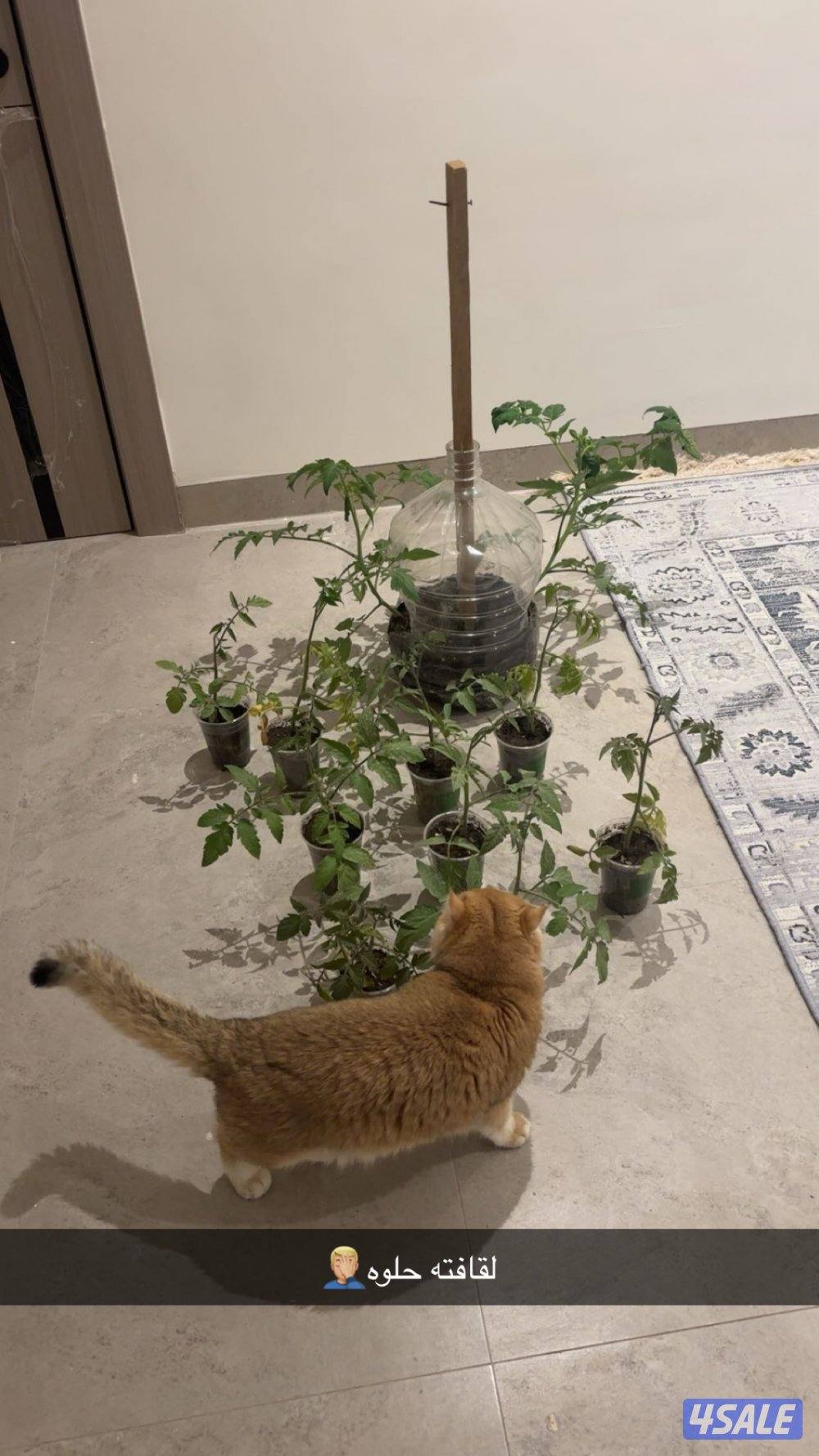 ✨🐱 قط بريطاني قولدن شيدد فاخر (NY12) 🐱3