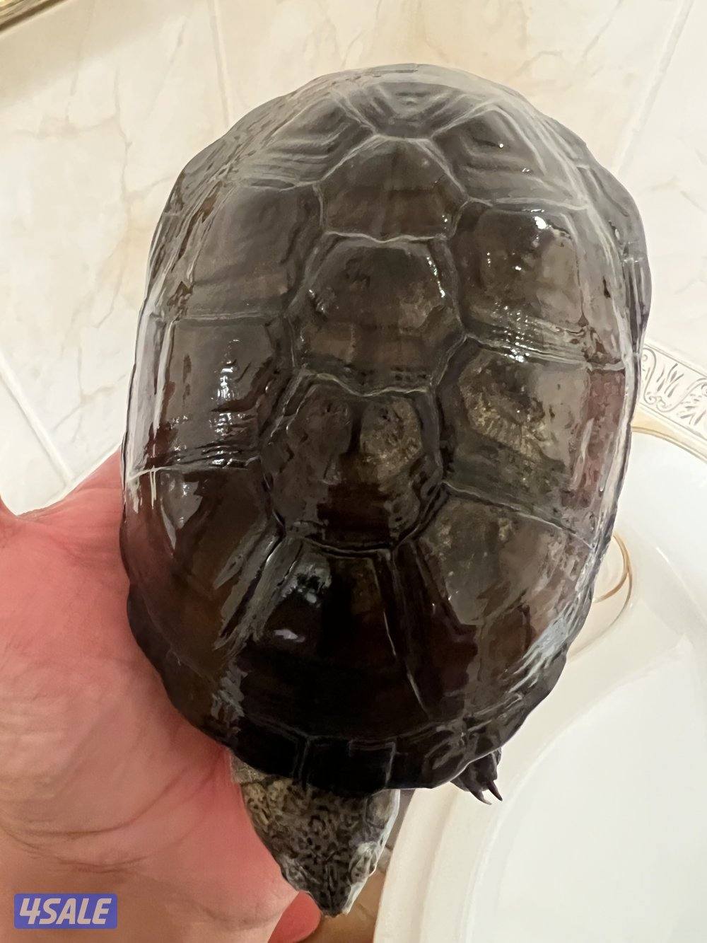 سلاحف نادرين1