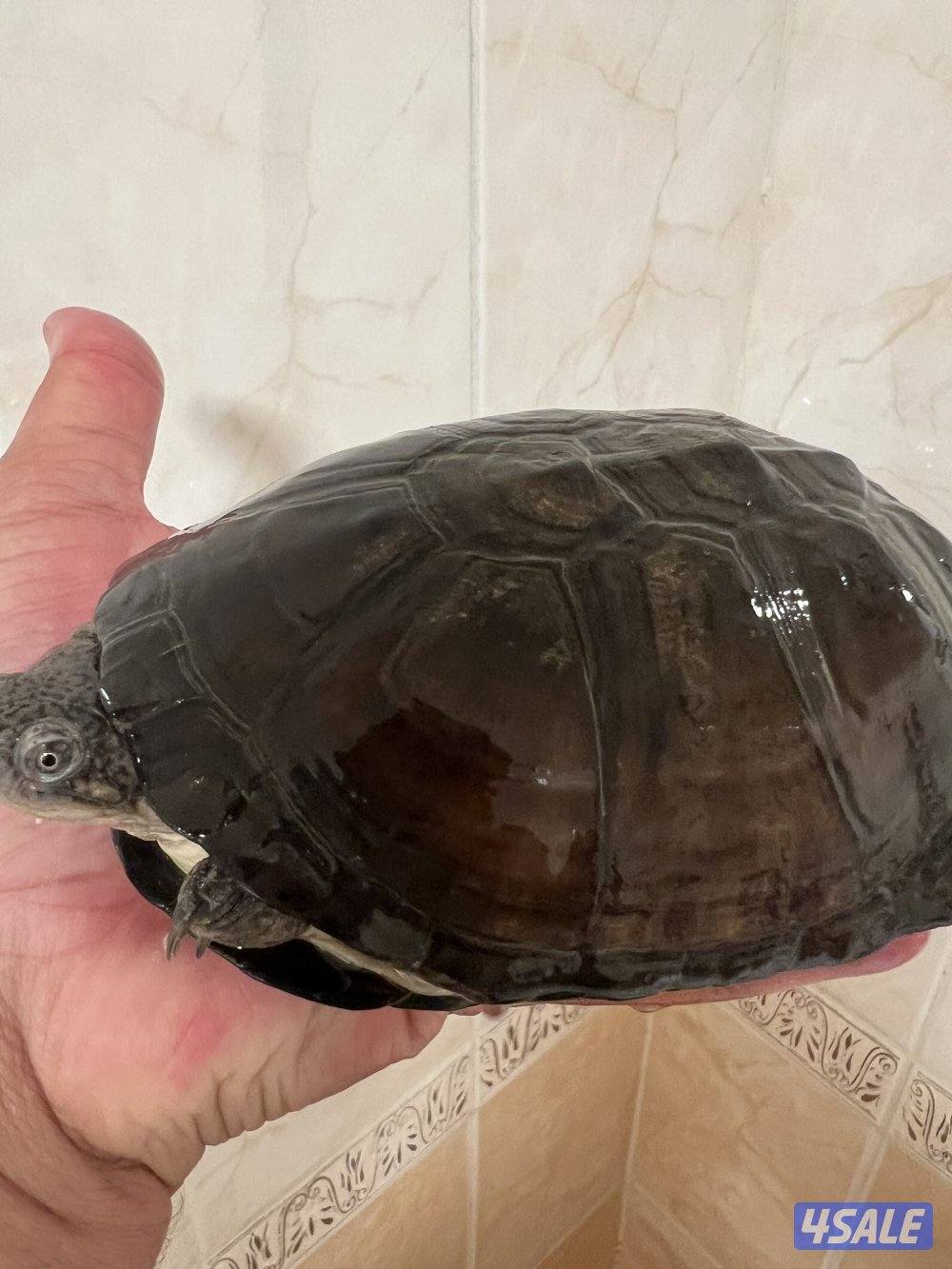 سلاحف نادرين2