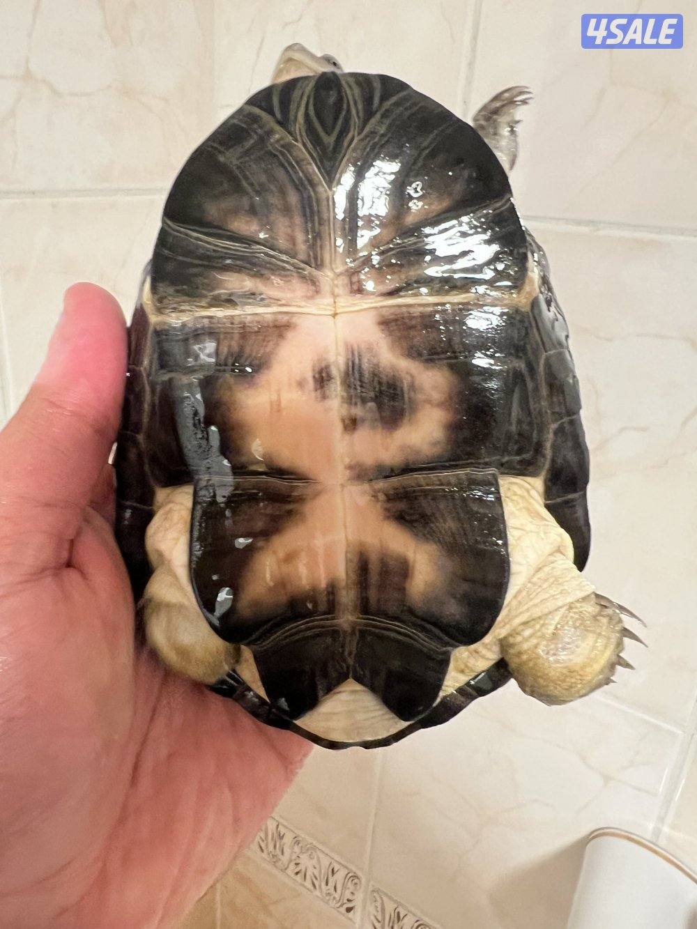 سلاحف نادرين3