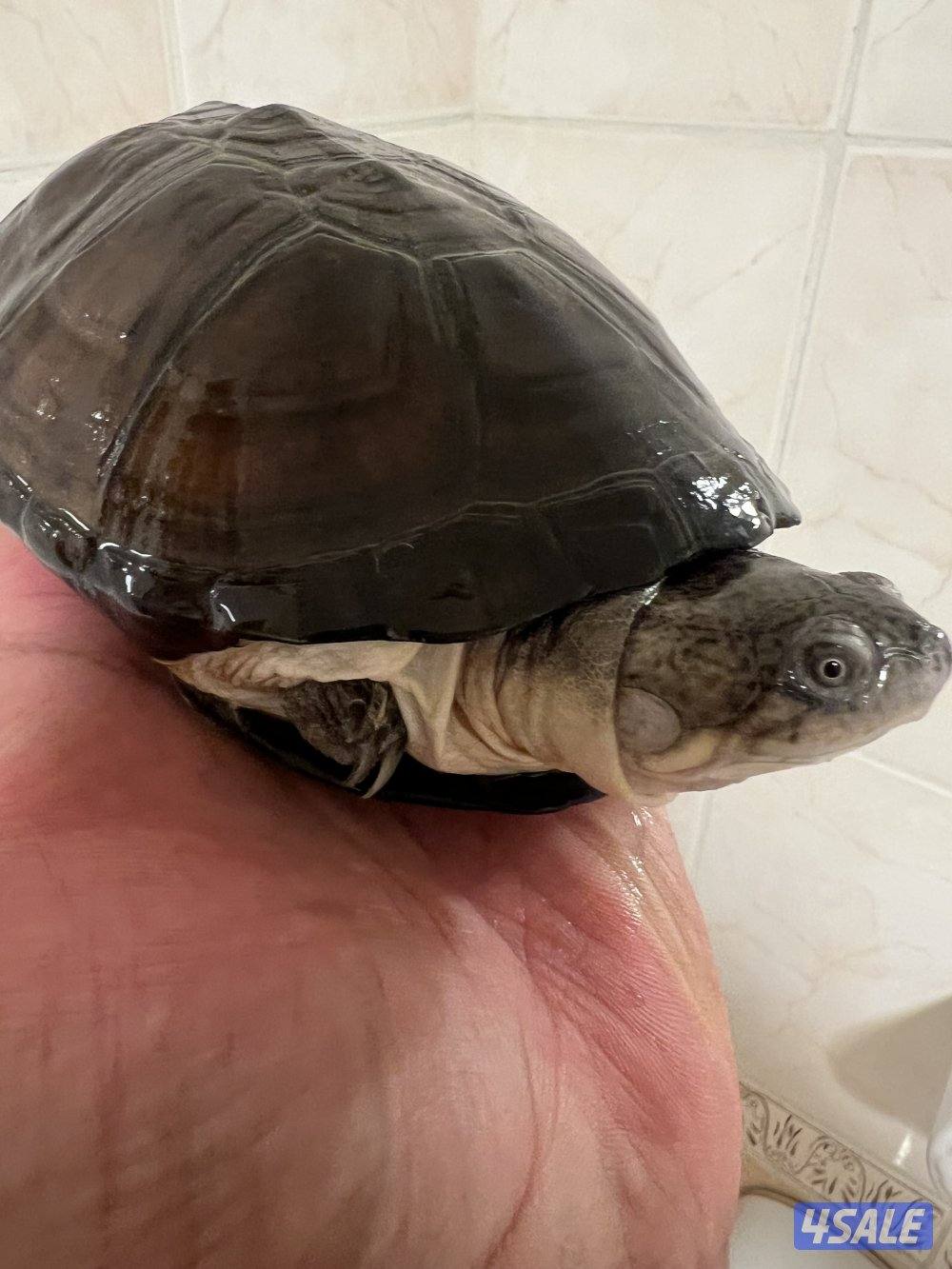 سلاحف نادرين4