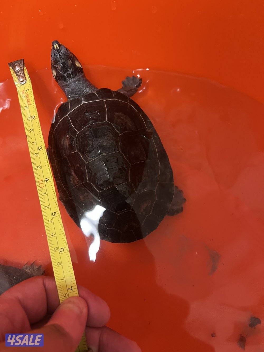 سلاحف نادرين5