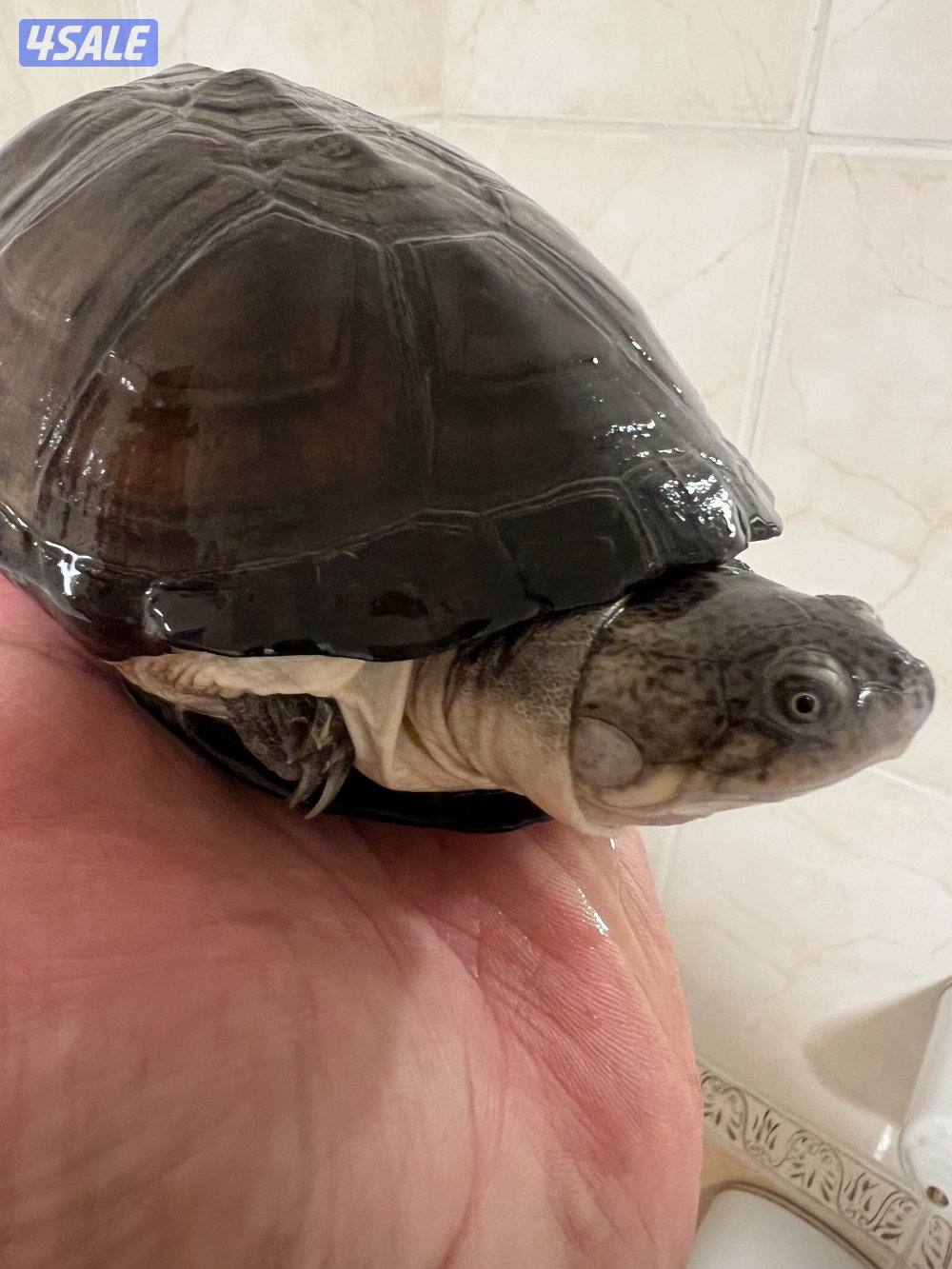 سلاحف نادرين6