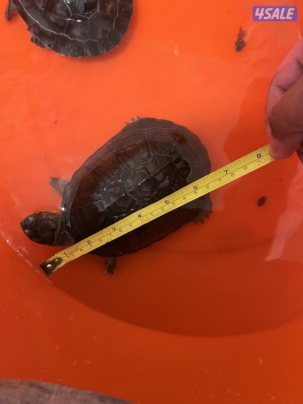 سلاحف نادرين7