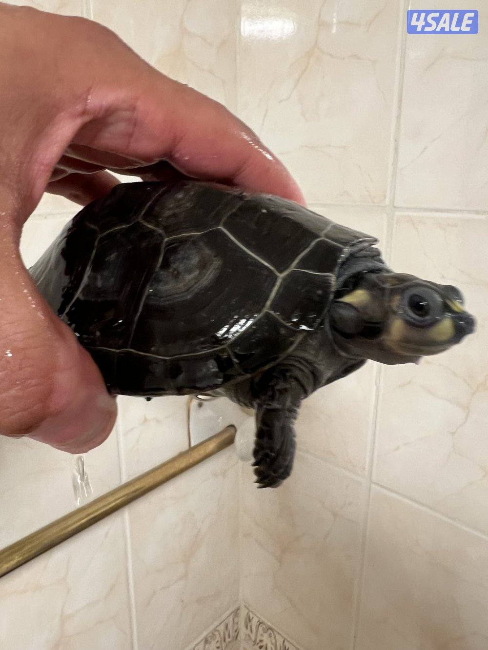 سلاحف نادرين8