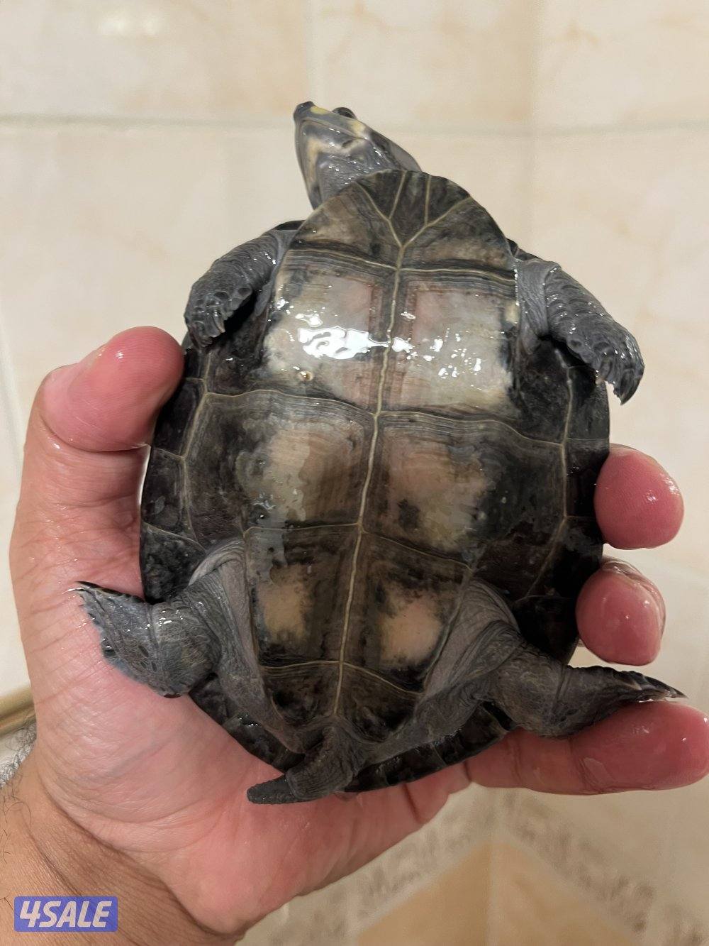 سلاحف نادرين9