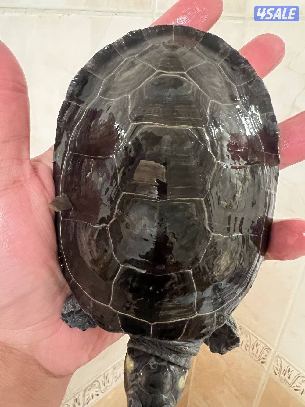 سلاحف نادرين10