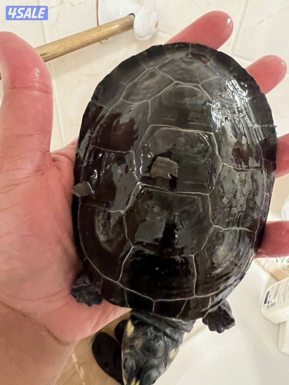 سلاحف نادرين11