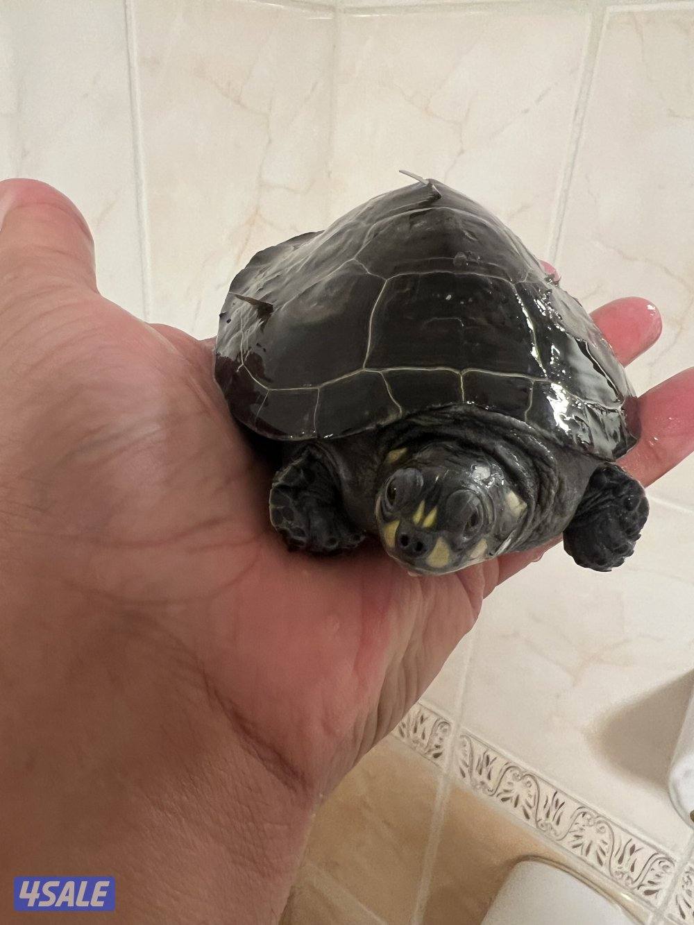 سلاحف نادرين12