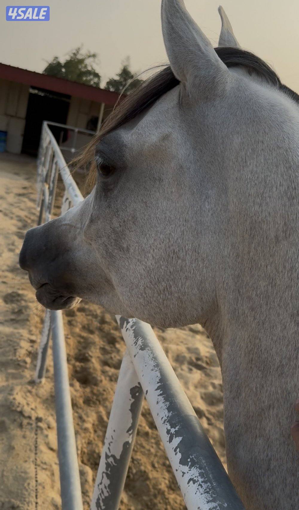 للبيع فرس واهو بنت دي هاجس فرس تمتلك كاريزما وحركه عشرينيه تبارك الله0