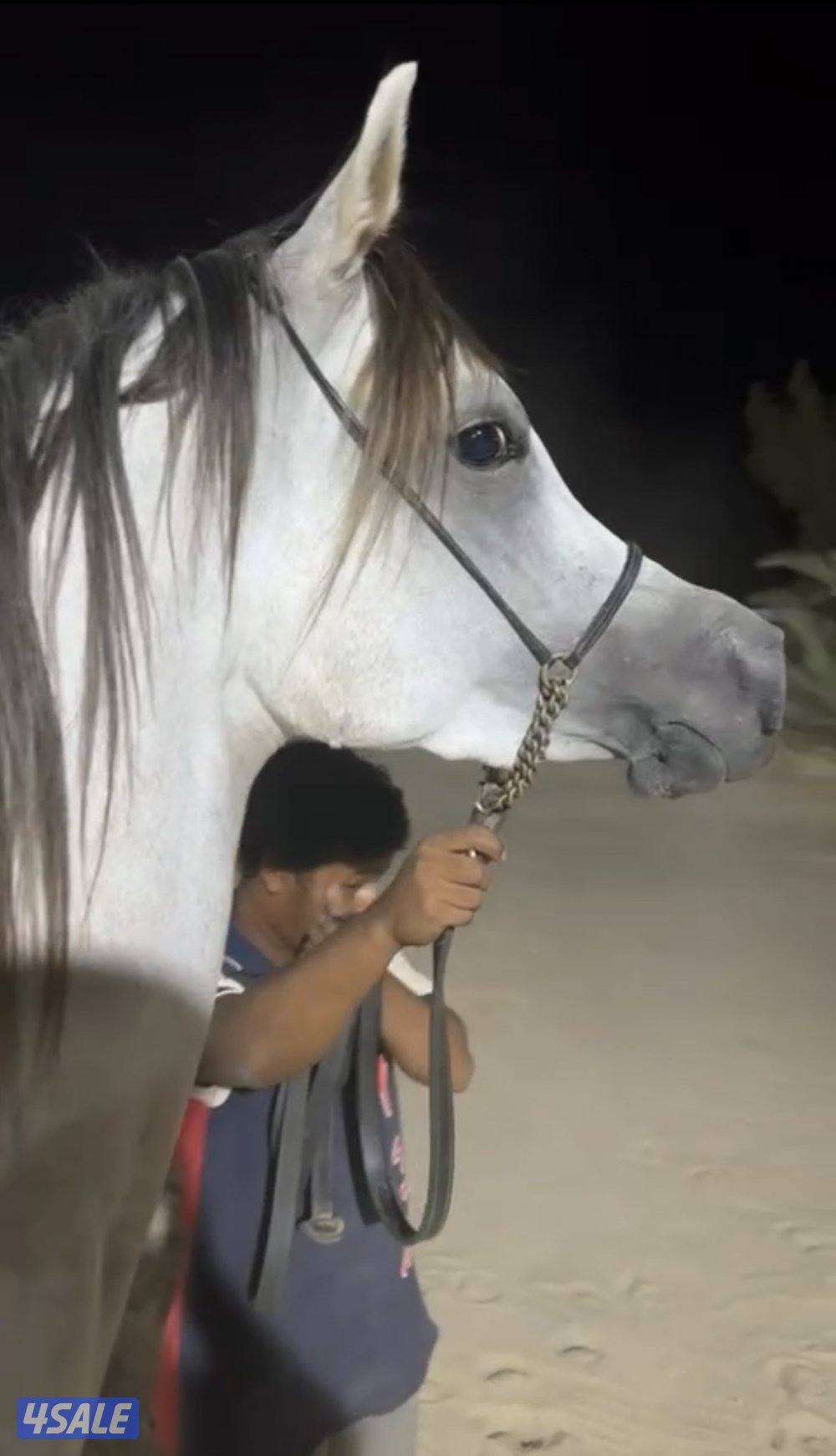 للبيع فرس واهو بنت دي هاجس فرس تمتلك كاريزما وحركه عشرينيه تبارك الله1