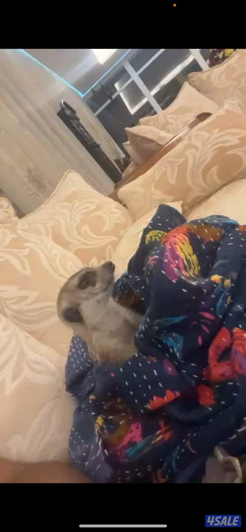 ميركات تيمون ذكر سنه ونص ربوه ونشيط تبارك الرحمن انتج واجد من قبل0