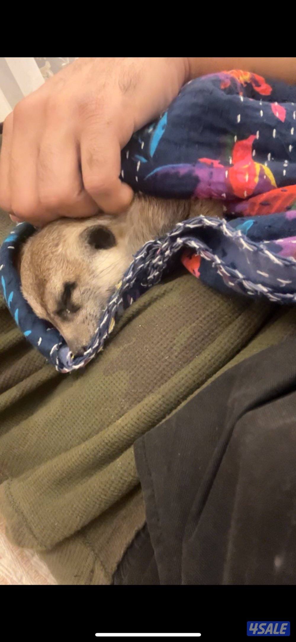 ميركات تيمون ذكر سنه ونص ربوه ونشيط تبارك الرحمن انتج واجد من قبل1