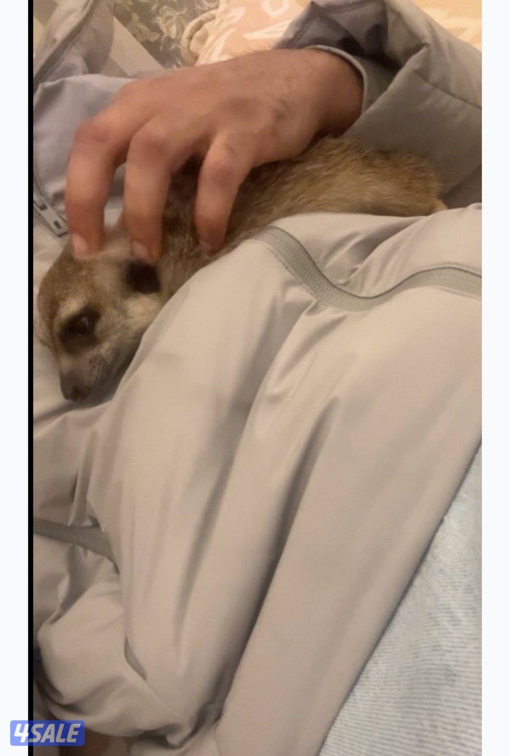 ميركات تيمون ذكر سنه ونص ربوه ونشيط تبارك الرحمن انتج واجد من قبل2