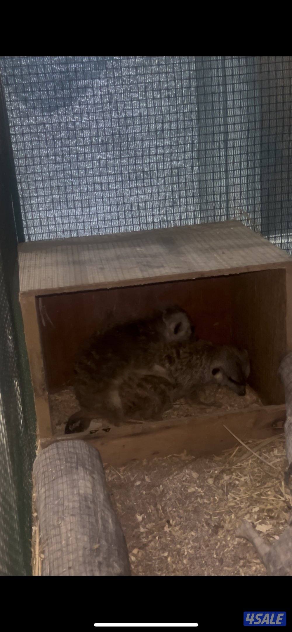 ميركات تيمون ذكر سنه ونص ربوه ونشيط تبارك الرحمن انتج واجد من قبل3