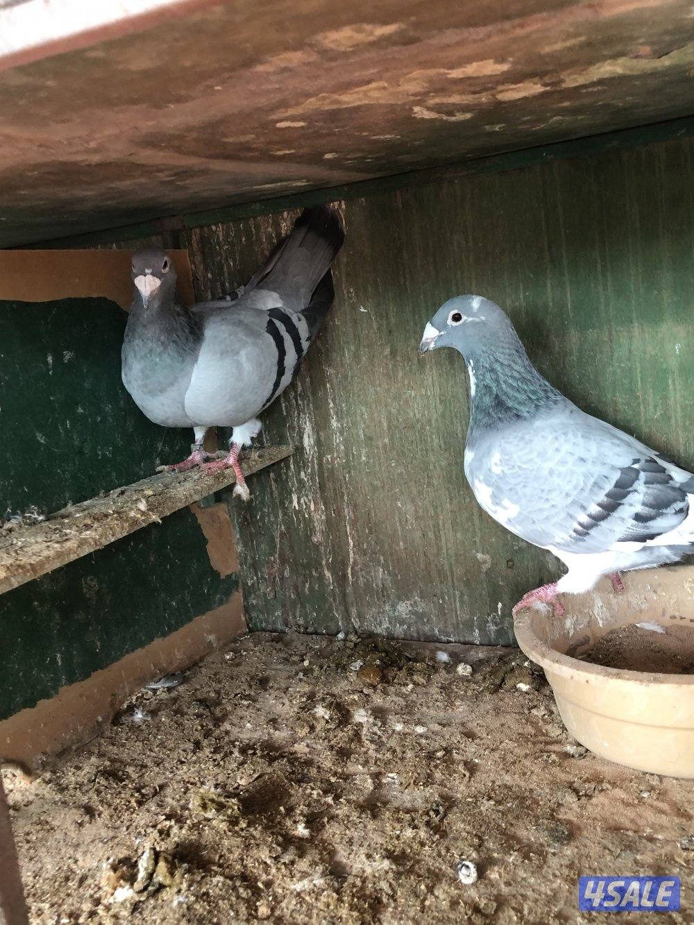 للبيع زاجل بلجيكي مع الخانات ام ثمان حديد الحمام كله شبب ومنتجه سعر1