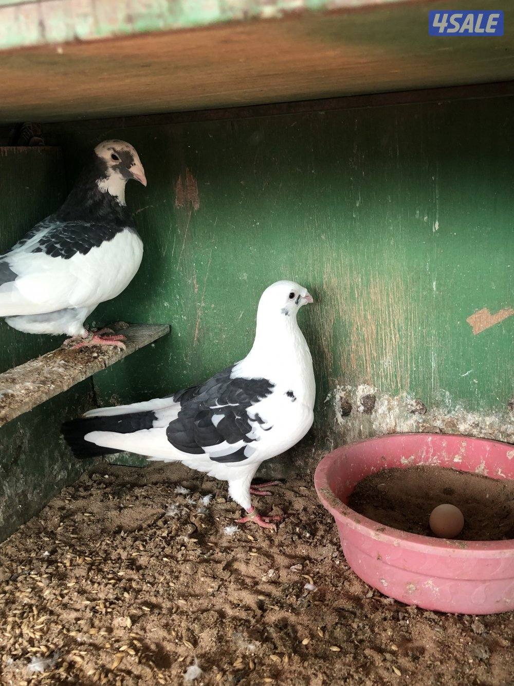 للبيع زاجل بلجيكي مع الخانات ام ثمان حديد الحمام كله شبب ومنتجه سعر2