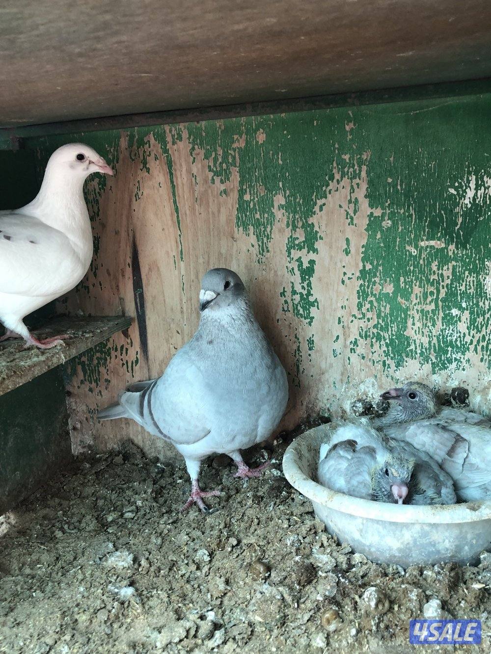 للبيع زاجل بلجيكي مع الخانات ام ثمان حديد الحمام كله شبب ومنتجه سعر3