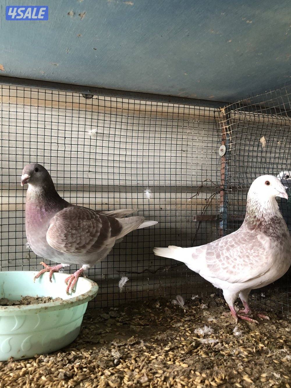 للبيع زاجل بلجيكي مع الخانات ام ثمان حديد الحمام كله شبب ومنتجه سعر4