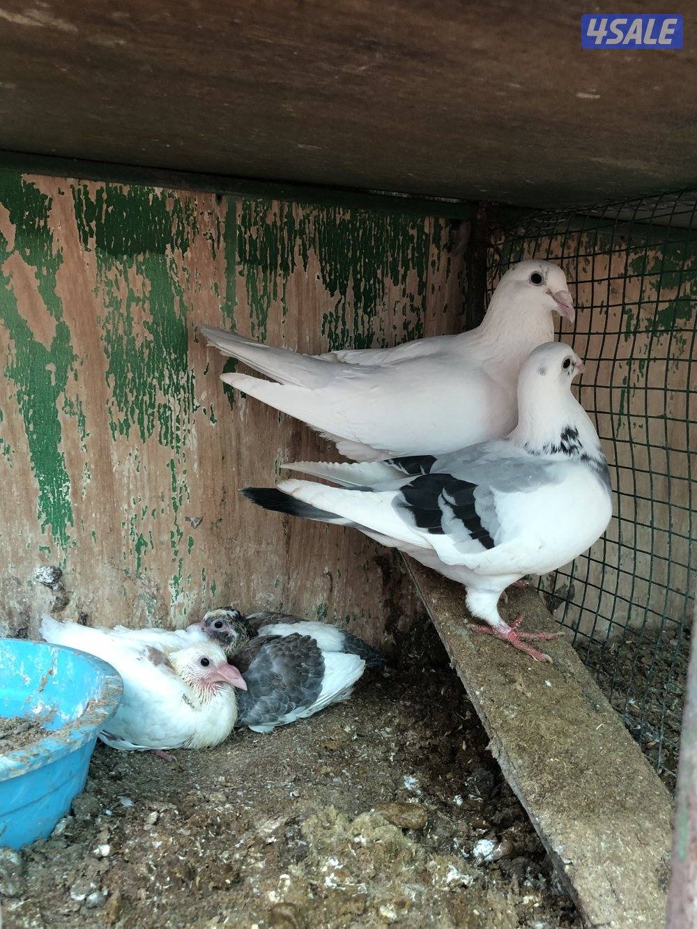 للبيع زاجل بلجيكي مع الخانات ام ثمان حديد الحمام كله شبب ومنتجه سعر5