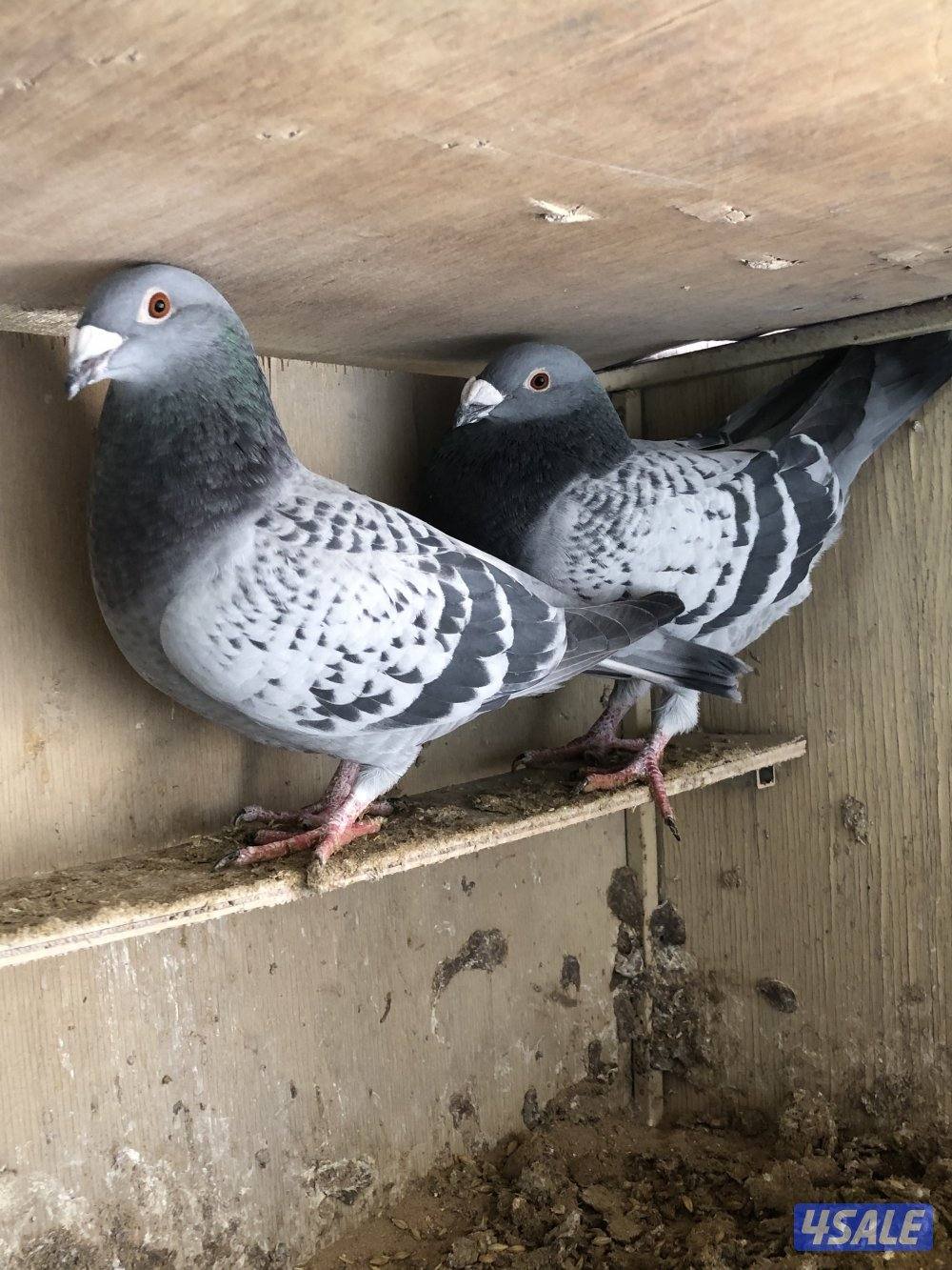 للبيع زاجل بلجيكي مع الخانات ام ثمان حديد الحمام كله شبب ومنتجه سعر8