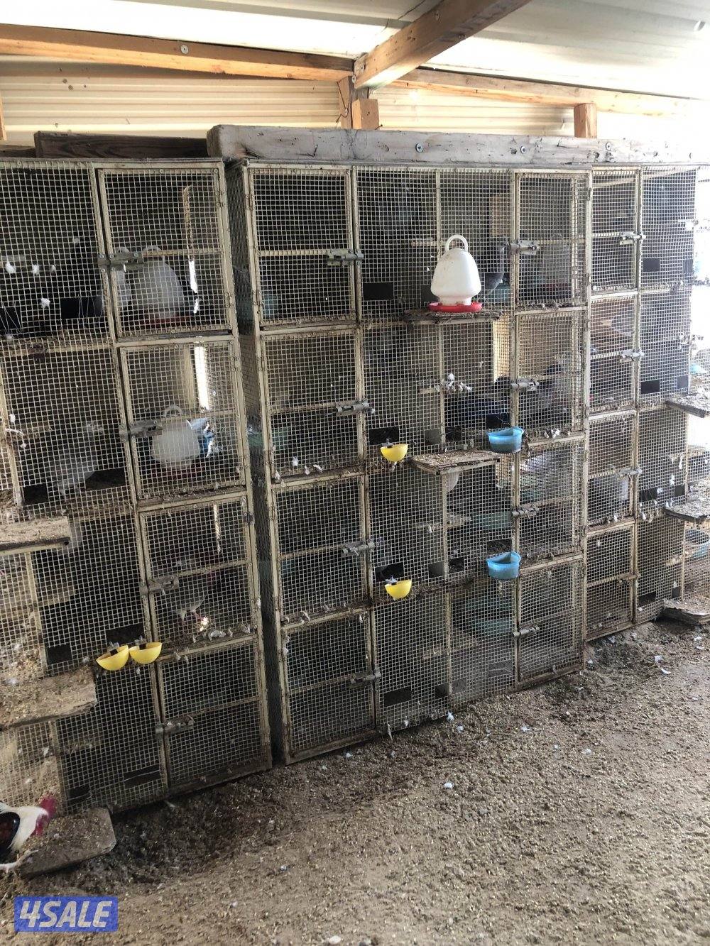 للبيع زاجل بلجيكي مع الخانات ام ثمان حديد الحمام كله شبب ومنتجه سعر9