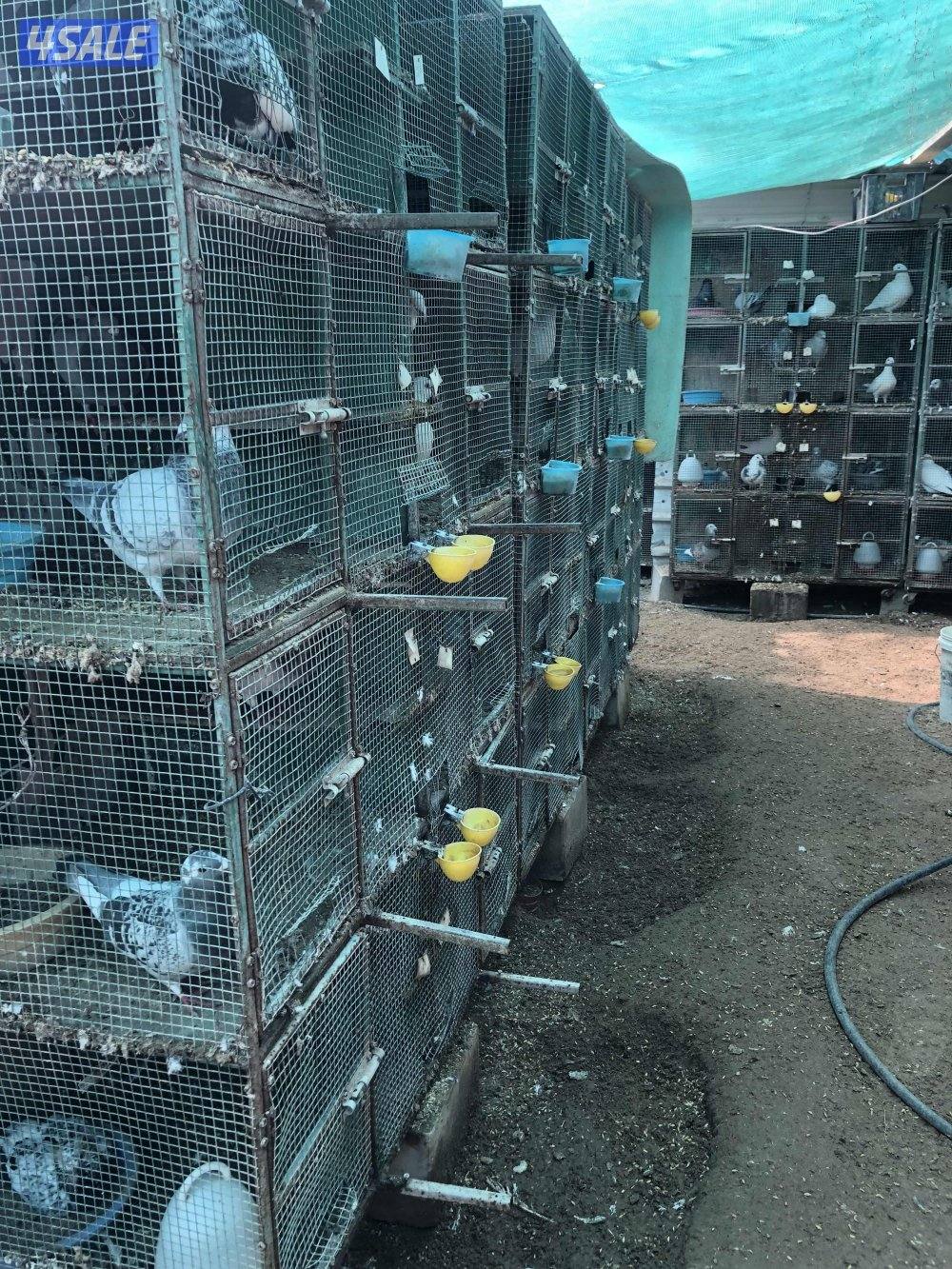 للبيع زاجل بلجيكي مع الخانات ام ثمان حديد الحمام كله شبب ومنتجه سعر11