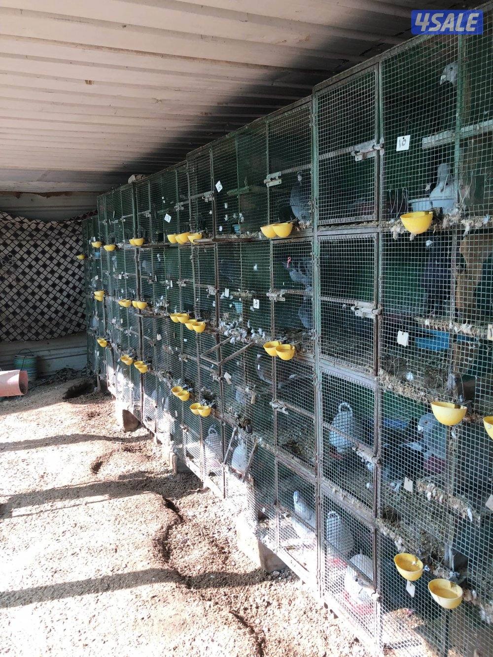 للبيع زاجل بلجيكي مع الخانات ام ثمان حديد الحمام كله شبب ومنتجه سعر12