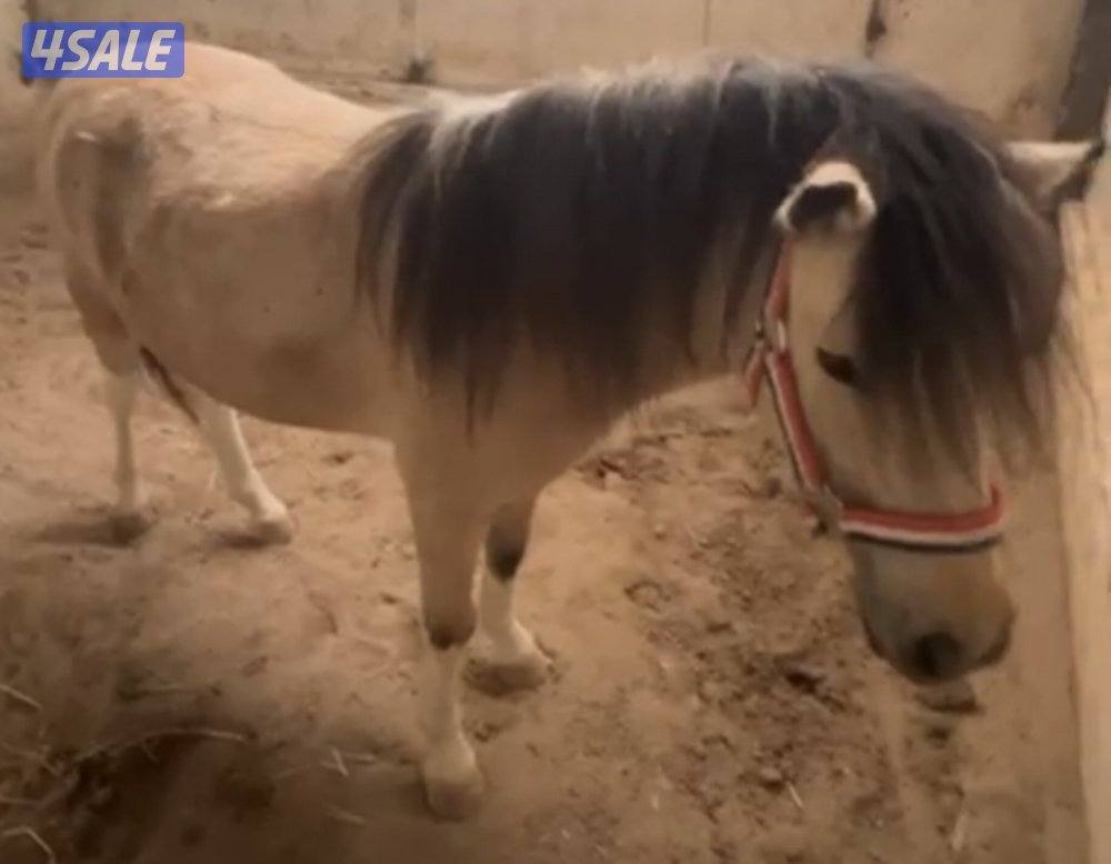 للبيع بونيه لقحه1