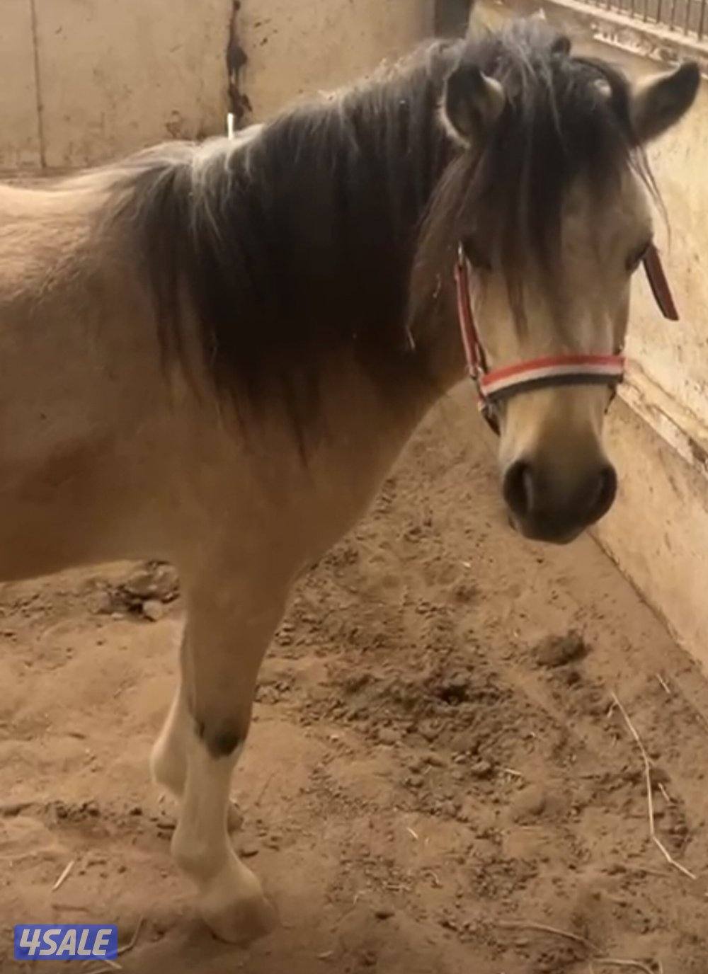 للبيع بونيه لقحه0