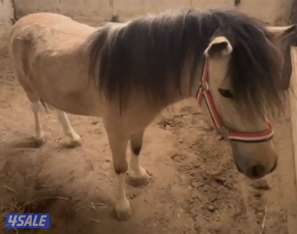 للبيع بونيه لقحه3