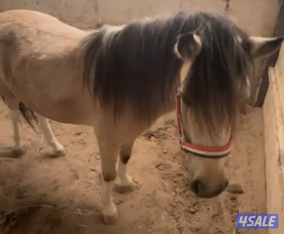 للبيع بونيه لقحه2