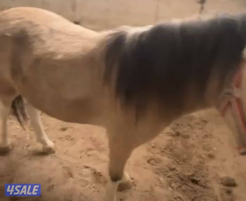 للبيع بونيه لقحه4